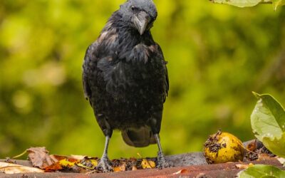 Crows, ravens and other avian delights